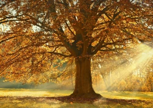 Ein Baum im Herbst