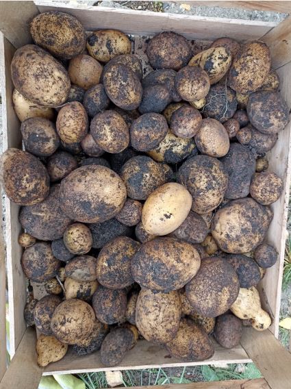 Kartoffeln die geerntet wurden