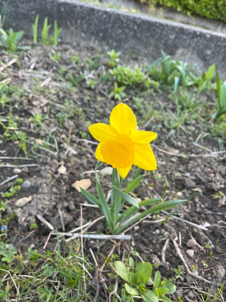 Eine Blume in der Erde
